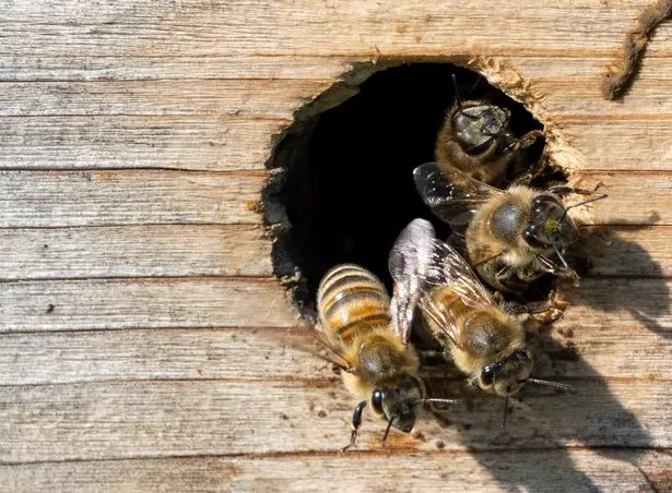 Una foto de una abeja