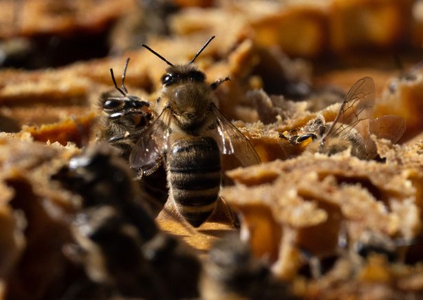 Una imagen de stock de abejas