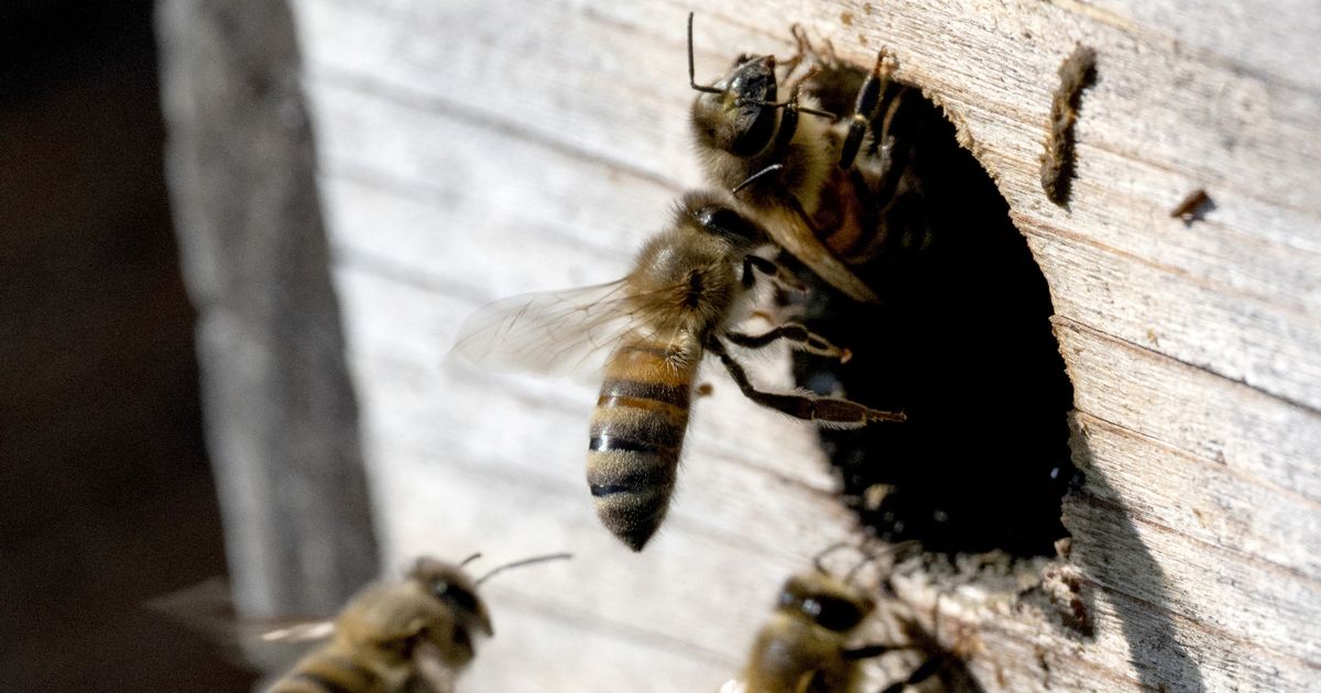 El horror como enjambre de abejas ataca y mata al