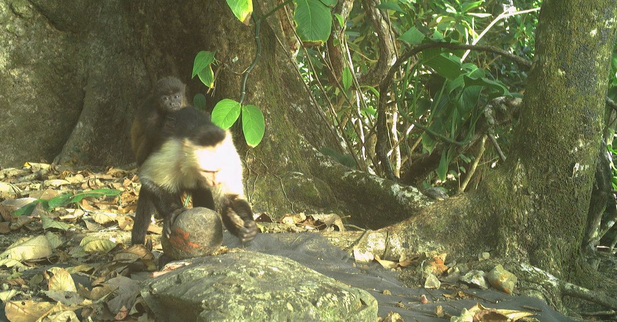 Si un mono capuchino está aburrido, secuestra al bebé de