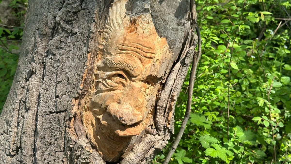 Este artista hizo las misteriosas imágenes del bosque en Gaasterbos
