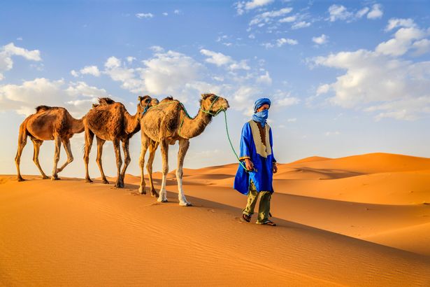 Tuareg con camellos en la parte occidental del desierto del Sahara en Marruecos. El desierto del Sahara es el desierto caliente más grande del mundo.