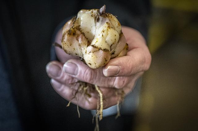 Programa de resultados Se conoce el cultivo de bombilla sostenible.