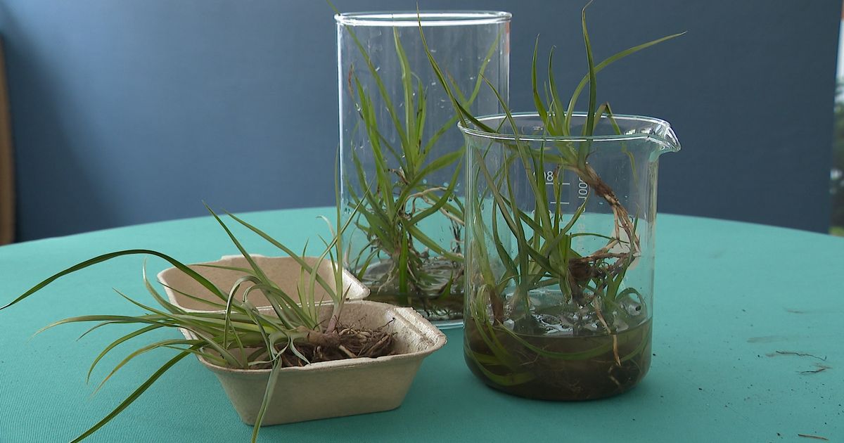 Grandes preocupaciones sobre la proliferación de tubérculos Cyperus: "No hacer