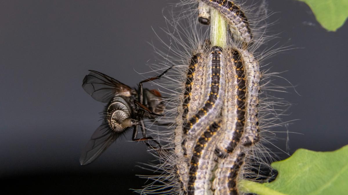 Amsterdamse Bos entrena a los insectos para comer orugas de