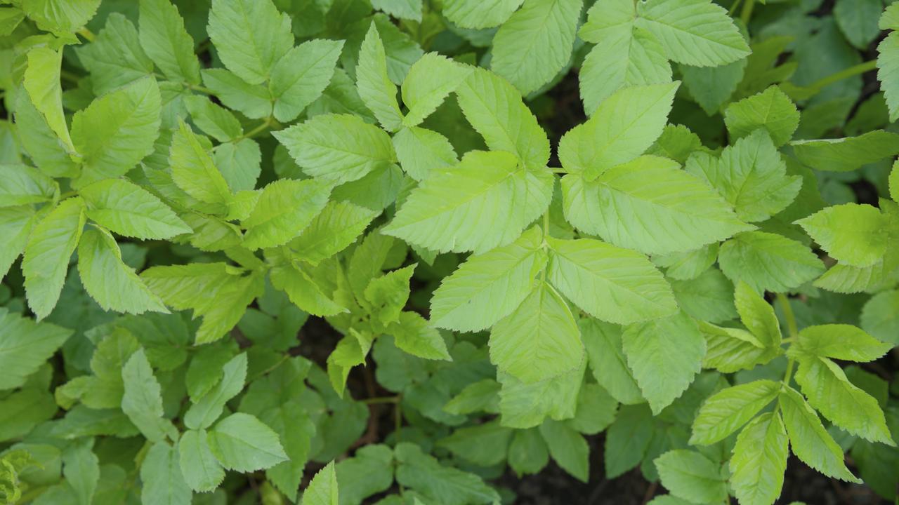 Hierbas salvajes saludables para jardín y cocina