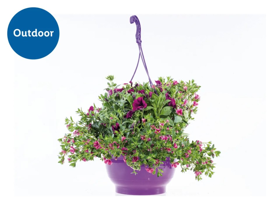 Plantilla colgante de color púrpura con flores moradas y rosadas.