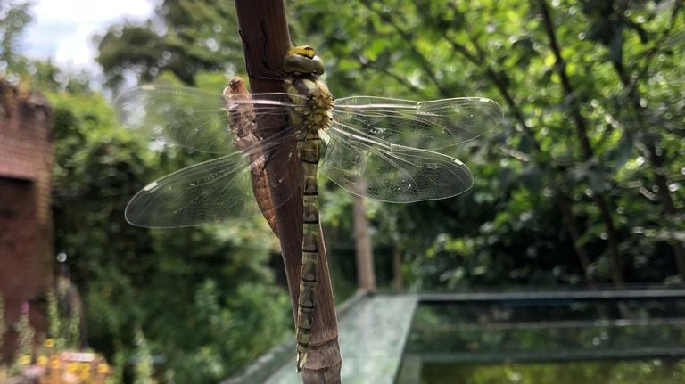 Escabullidos de la glazier azul (Foto: Marlies Schetters).