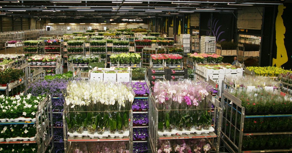 Quejas contra Floraholanda sobre el abuso del poder