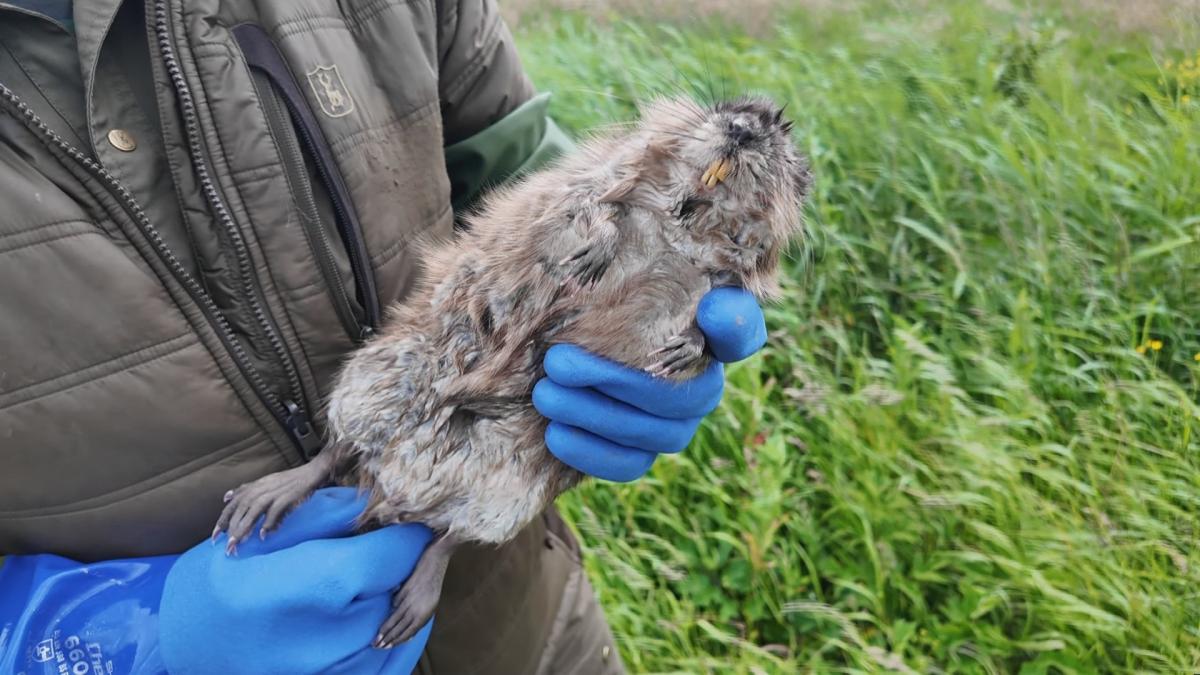 Noord-Holland busca en Muskrat: "Es un gran trabajo"