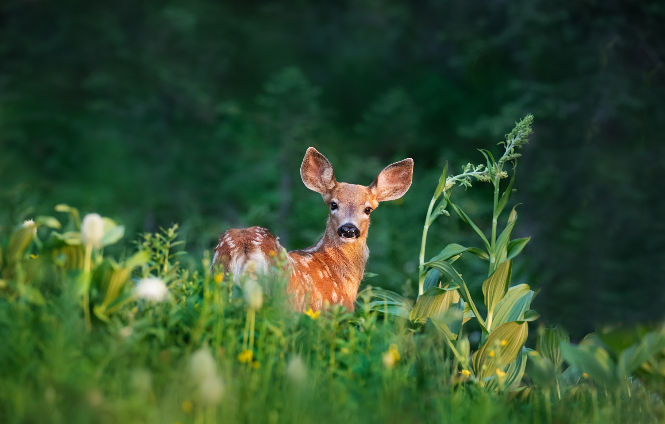 9 hechos que necesitas saber sobre Bambi en la cultura
