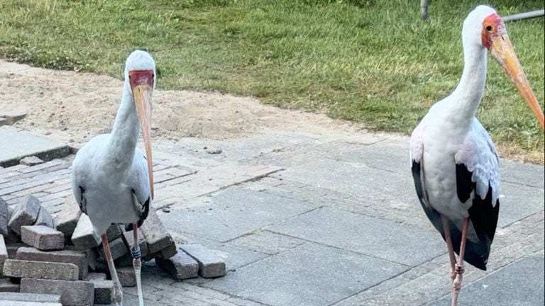 Un residente de Rijen vio a estos dos animales en su patio (foto privada).