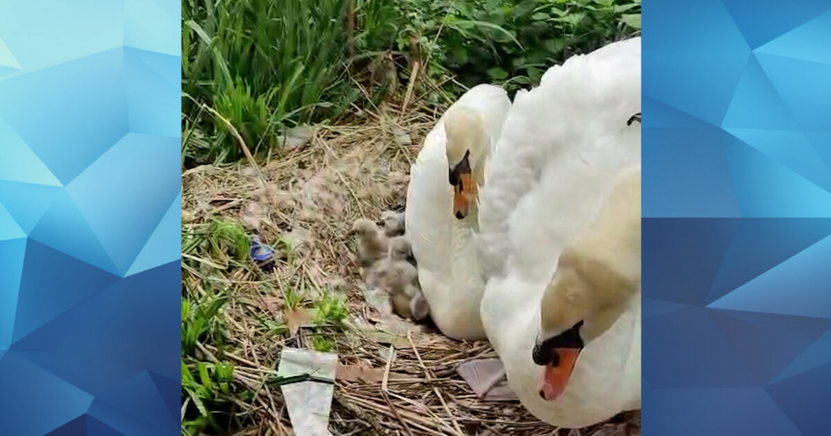 Allí están: los primeros cisnes de bebé del año nacidos