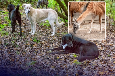 Baasje de perros que mataron la muerte de Lama en