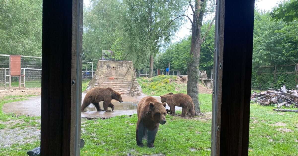 Bearswelpen Nanuq y Malenky se despiden de la madera solar