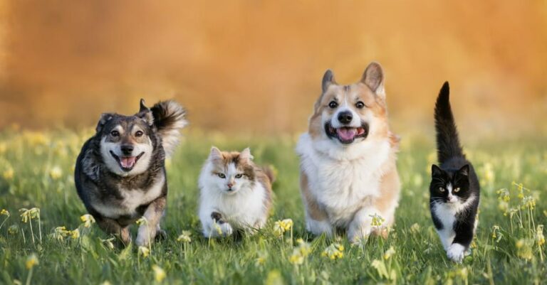 Bonos de perros y gatos, firmados por el decreto: quién