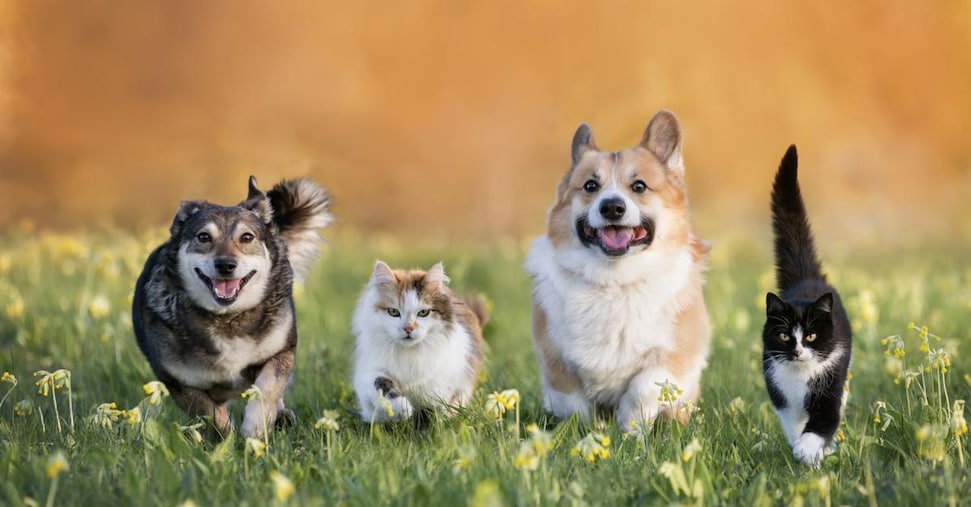 Bonos de perros y gatos, firmados por el decreto: quién