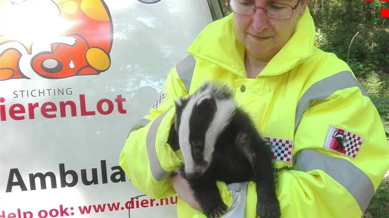 Cosas blancas en las fortalezas de Badger se suelta mucho: