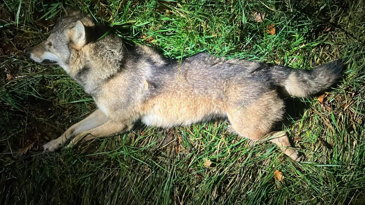 De Wolf preferiría ignorar Brabant