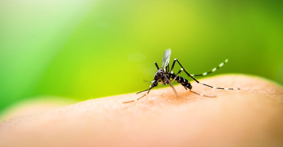 El caso del dengue en el comasco, el municipio: "No