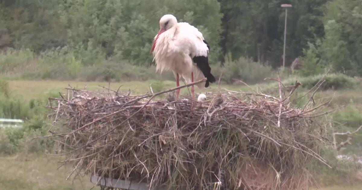 El parque Zwin Natuur celebra Storkbirth con experiencia única para