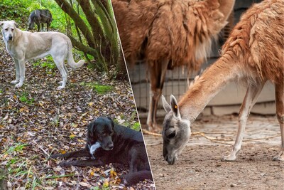 El propietario de los perros que mataron la muerte de
