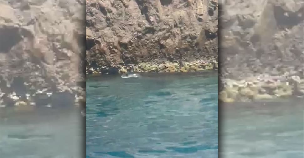 El sello de la monja vio entre la zona marina