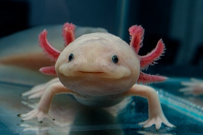 Esperanza para un tipo en peligro de extinción: la salamandra