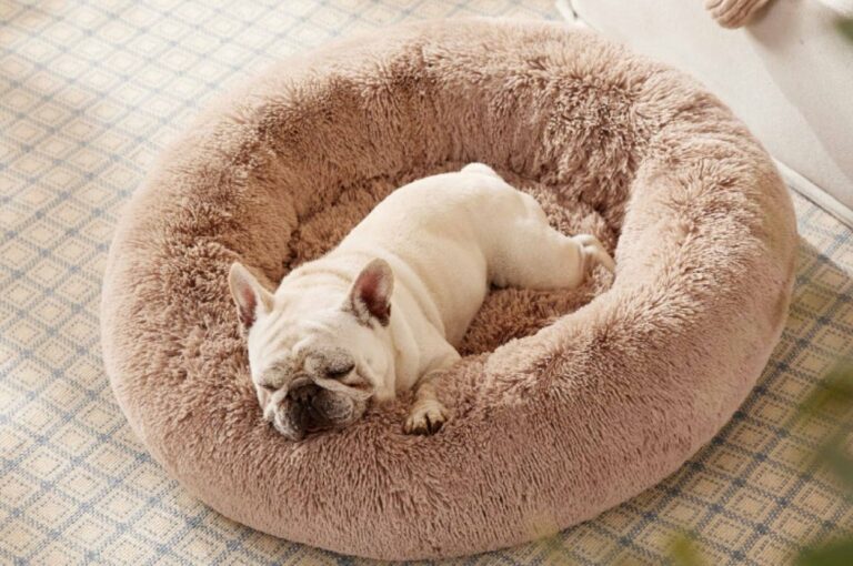 Esta cama de $ 25 se siente como un "lugar
