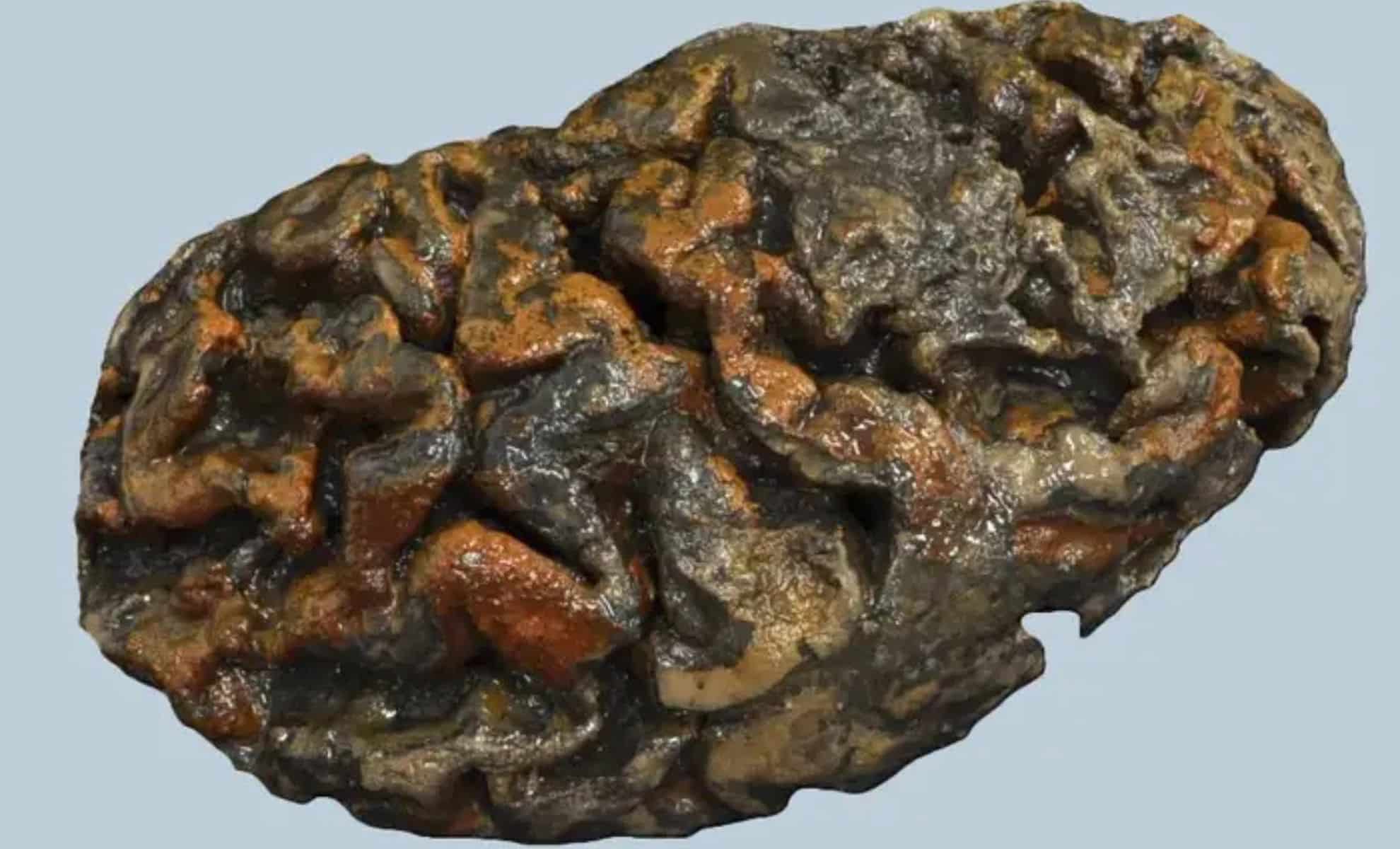 Esta estructura cerebral antigua no debería existir, pero existe.