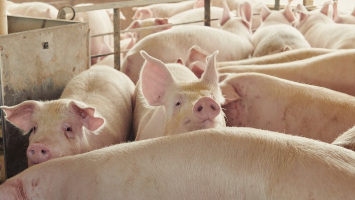 Estados Unidos apunta a los mercados de cerdo, aves de