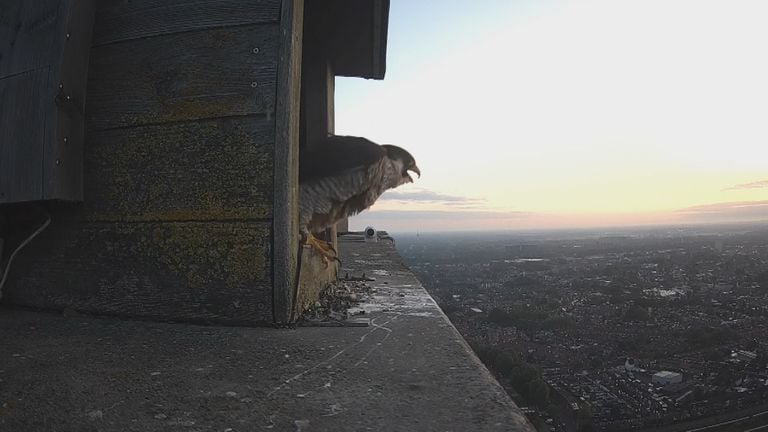 El Halcón Peregrine es el animal más rápido del mundo (Foto: Omroep Tilburg).