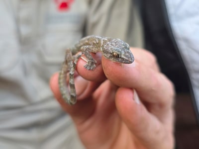 "Extinto" Gekko encontró en el desfiladero sudafricano después de 34