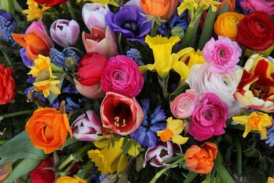 Flor para el día de la madre? Buen posibilidad de