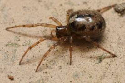 La especie de araña mediterránea con 'Big Jaws' llega a