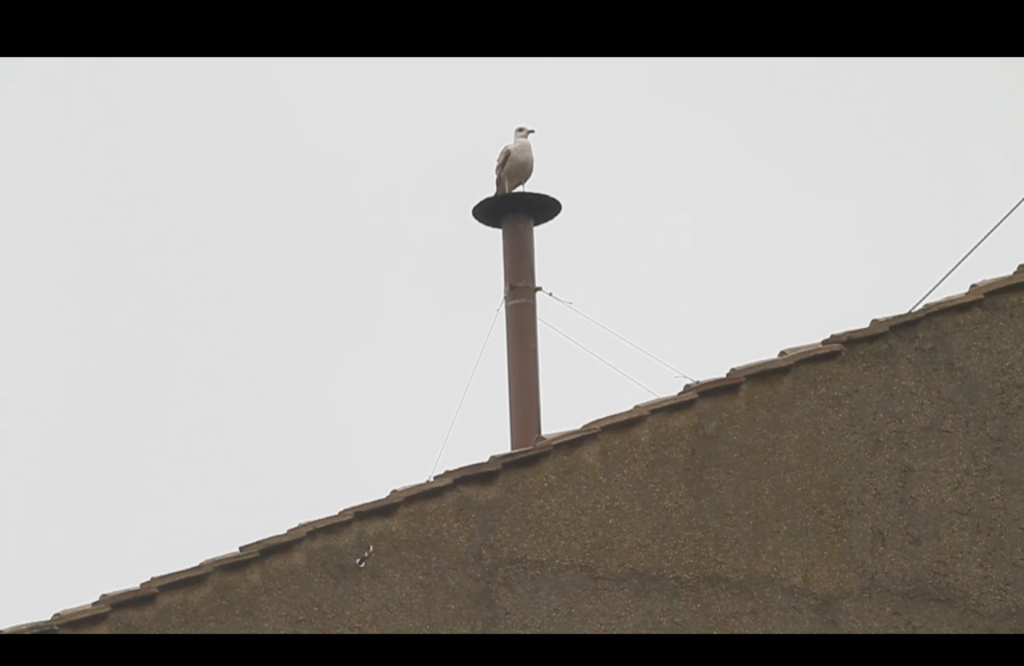 La gaviota en el palillo de pollo