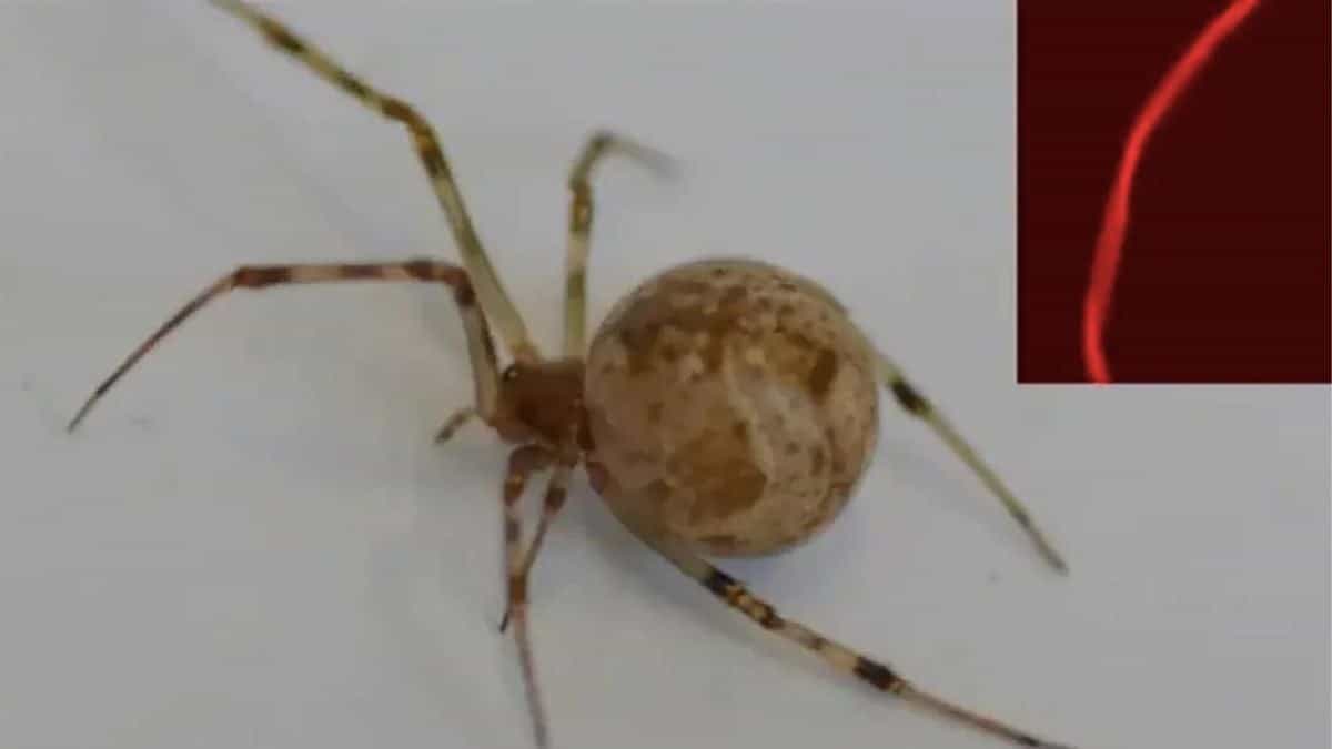 La primera araña genéticamente modificada del mundo es capaz de