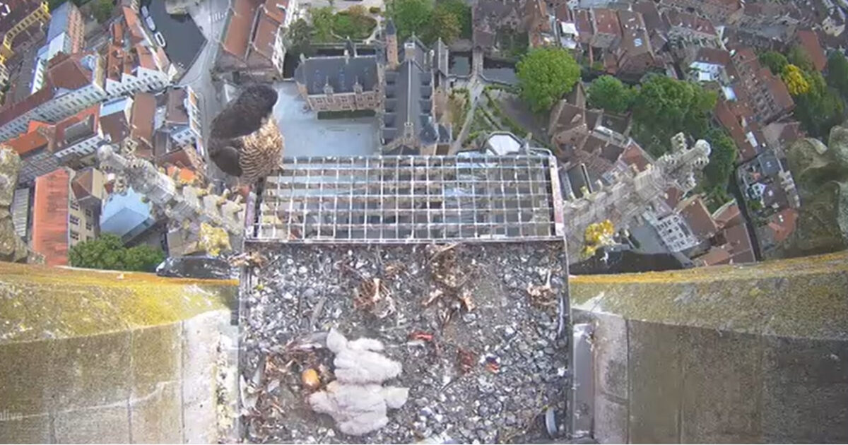 Las imágenes de la webcam muestran dos halcones de baby
