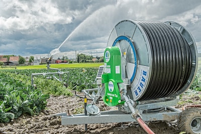 Los agricultores piden lluvia: especialmente estas verduras están en peligro