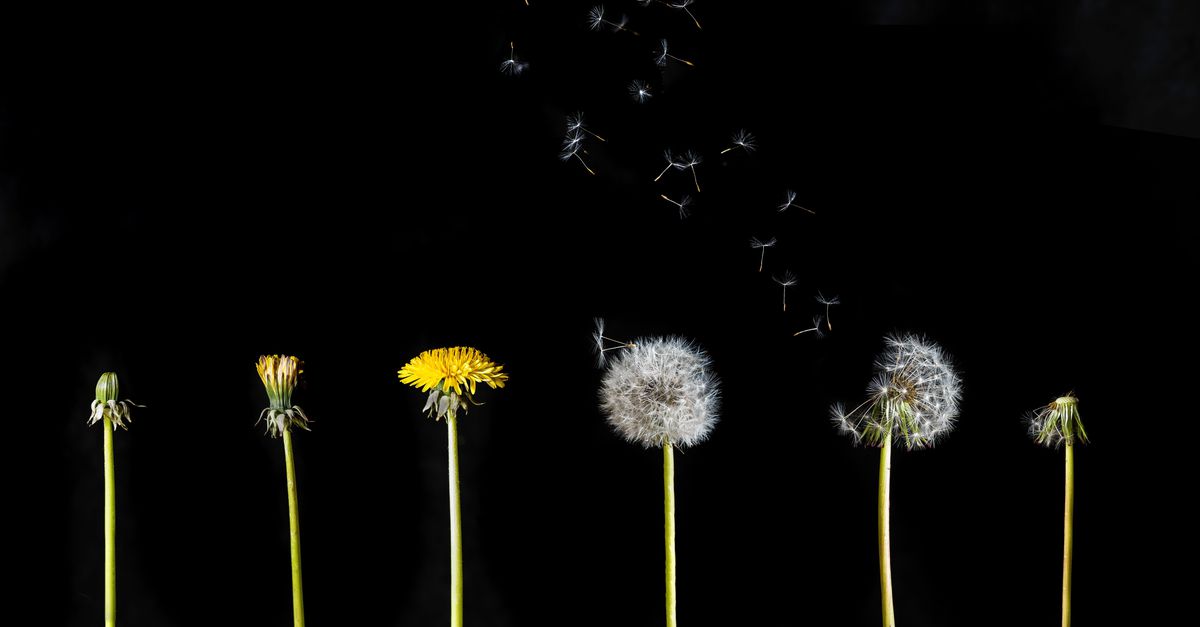 Los expertos de Dandelion no salen rápidamente