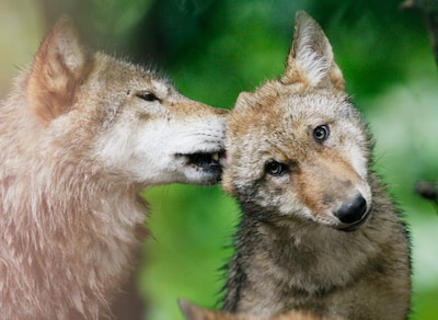 Los lobos no más "especies animales estrictamente protegidas" después del