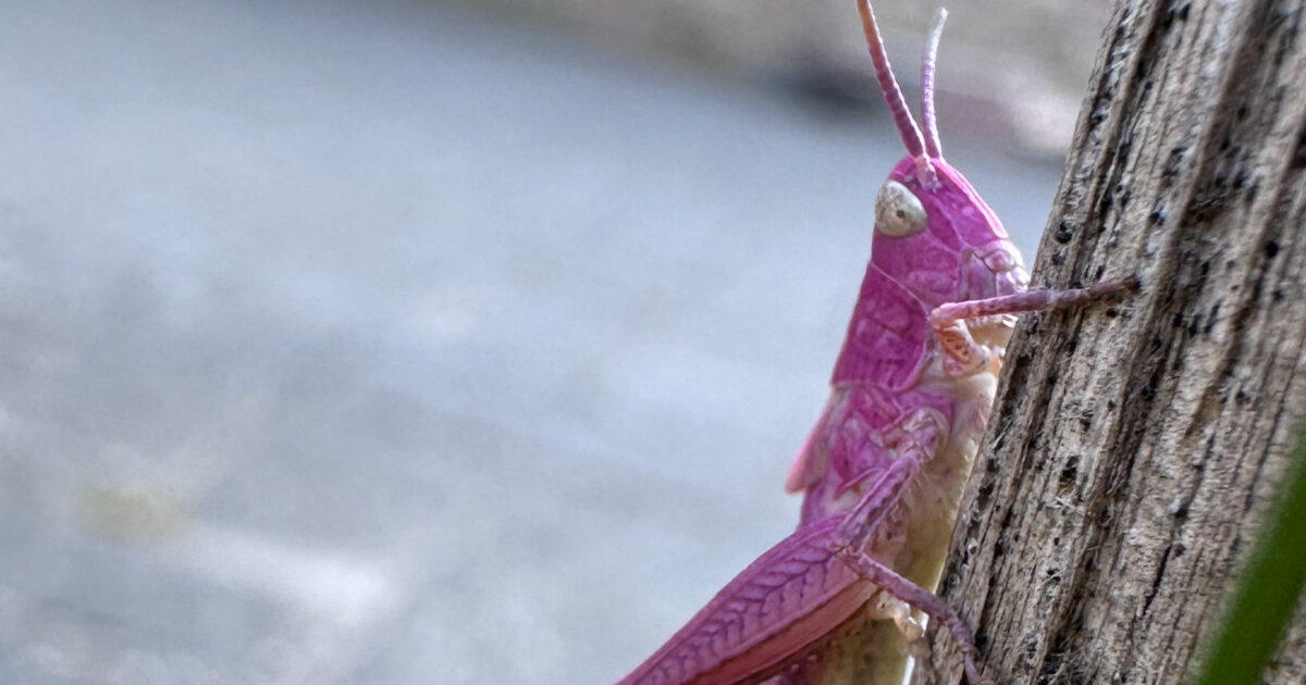 Los niños encuentran saltamontes rosados ​​en Tuin en Zwevezele: "Desviación