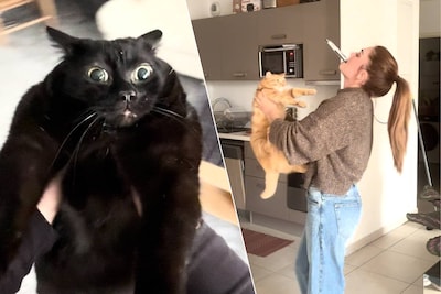 Mirar. Atención dueños de gatos: la nueva tendencia de Tiktok