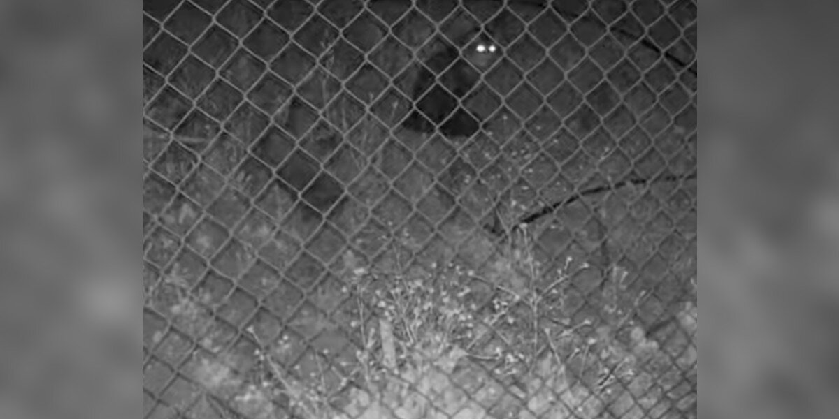 Mujer ve a su gato desaparecido en la cámara y