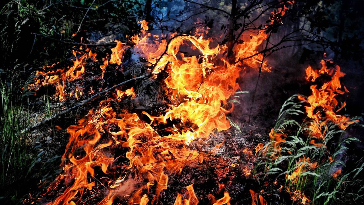 Nuevamente la marca en Oisterwijkse Bossen, el fuego probablemente encendido