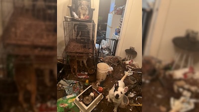 Pareja estadounidense arrestada después de encontrar bebé entre cuarenta animales