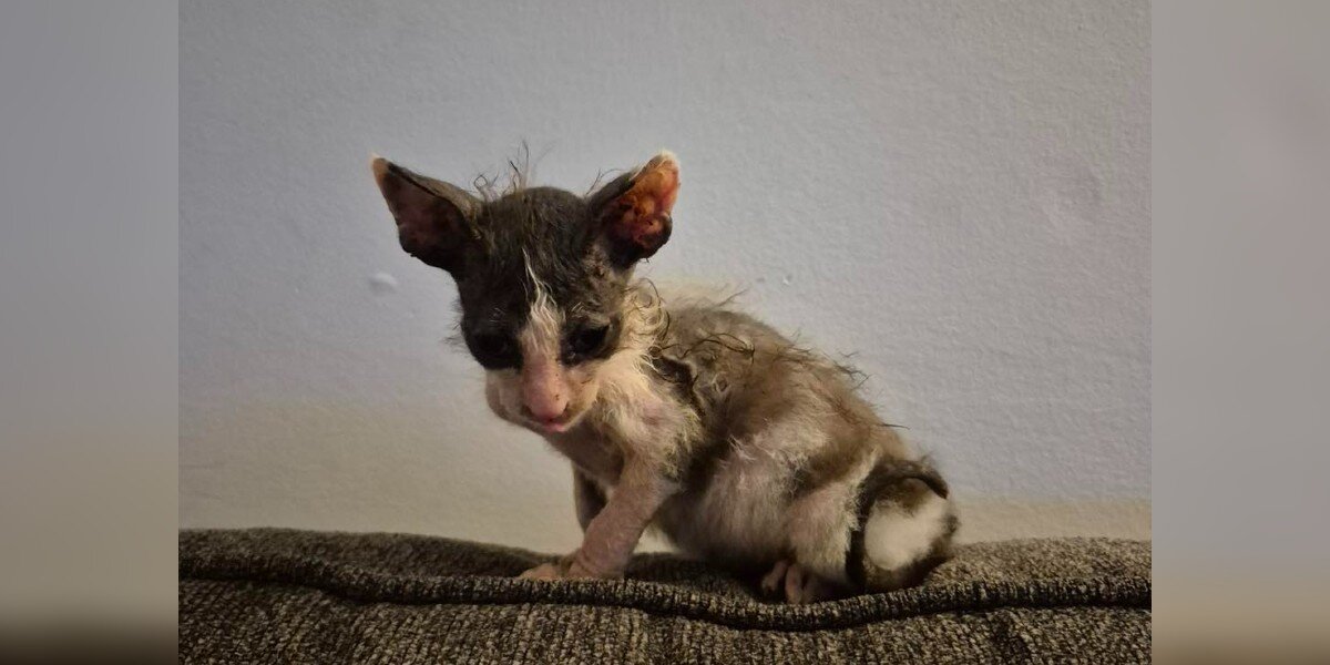 Pequeño Gremlin Crujiente Espera Encontrar un Hogar Para Siempre a