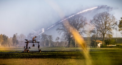 Persiste la sequía: los agricultores y Keukenhof optan por el