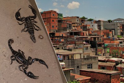 Plaga de escorpión en ciudades brasileñas: el número de puntos