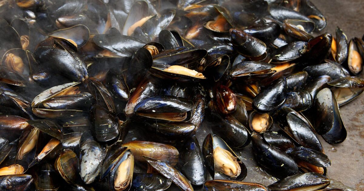 Quizás tres veces más mejillones en Sea Farm: "Vlaming come